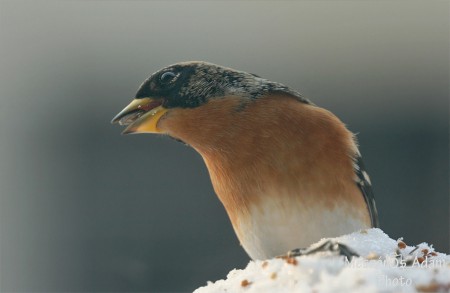 Fenyőpinty (Fringilla montifringilla)