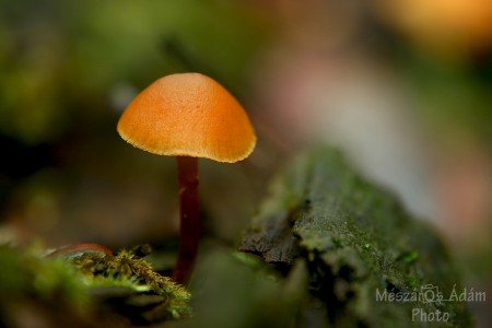 Sárga esernyő / The orange umbrella