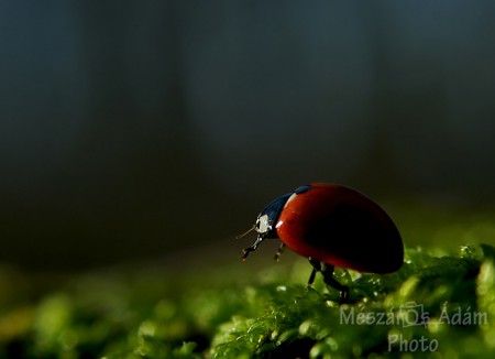 Fényjáró / Toward the light