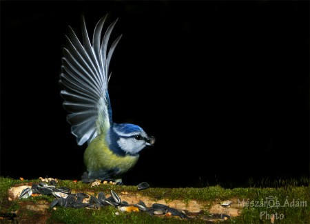 Kék cinege (Cyanistes caeruleus)