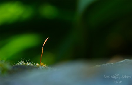 Pici magány / Lonely