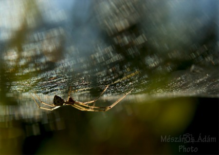 Fényhálón / Shiny web