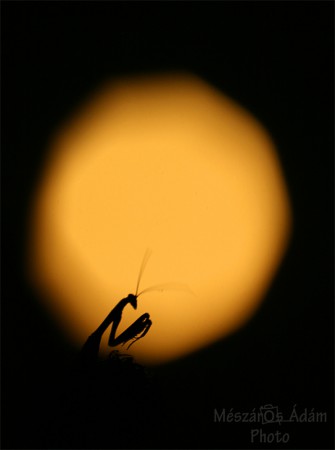 Ájtatos manó és a Hold / Mantis religiosa and the Moon
