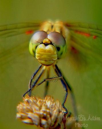 Útszéli szitakötő (Sympetrum flaveolum)