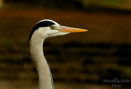 Szürke gém portré / (Ardea cinerea)