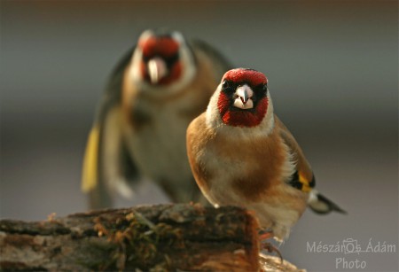 Tengelicek (Carduelis carduelis)