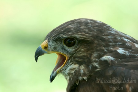 Egerészölyv (Buteo buteo)