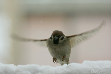 Házi veréb (Passer domesticus)