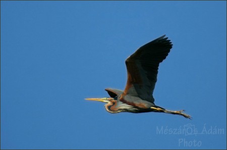 Vörös gém (Ardea purpurea)