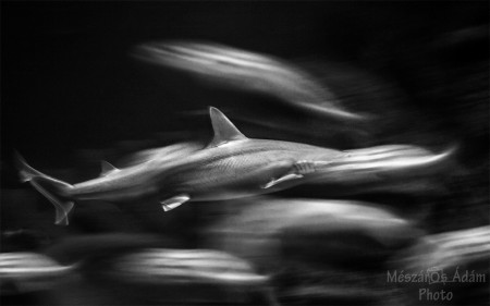 Szellemcápa / Ghost shark