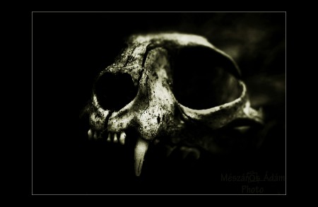 Erdő mélyén / Deep in the forest